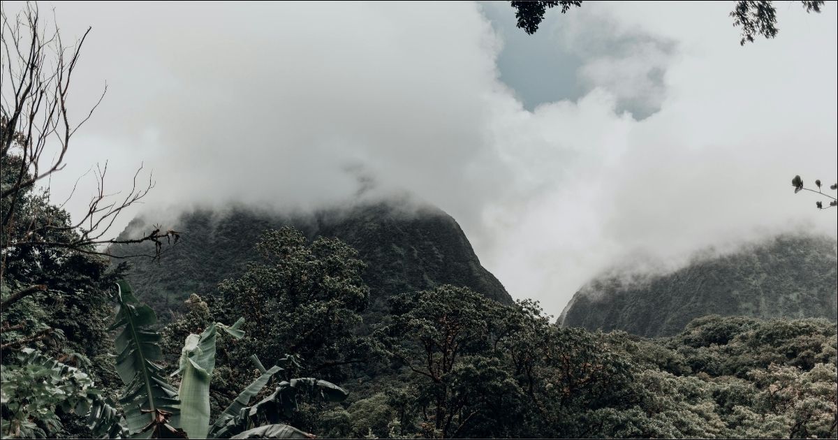 A lush rainforest canopy partially obscured by clouds.